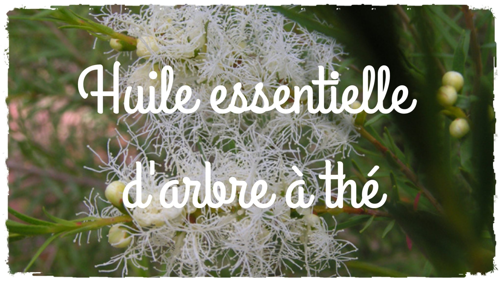 Huile essentielle d’arbre à thé : bienfaits, utilisations, recettes maison