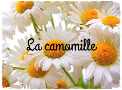 Relaxez Vous Avec La Camomille Blog Actubio Fr Phytotherapie