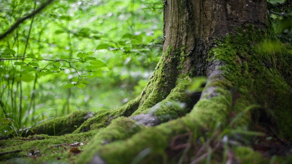 une balade en forêt