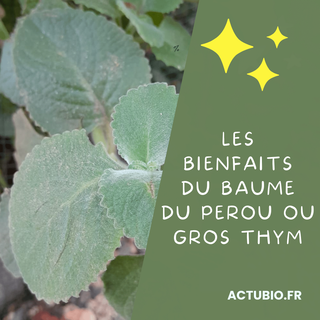 Les bienfaits du Gros Thym ou Baume du Pérou sur la santé