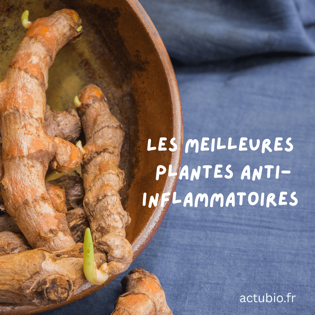 Les plantes antiinflammatoires les plus efficaces Phytothérapie — free download